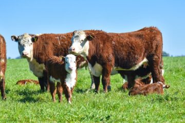 Urgente cambio en el sector ganadero: soluciones para atraer más dólares y enfrentar las asignaturas pendientes