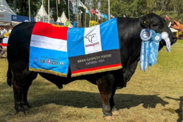 Kukal, el toro que se volvió sensación y por el que desembolsaron una fortuna histórica