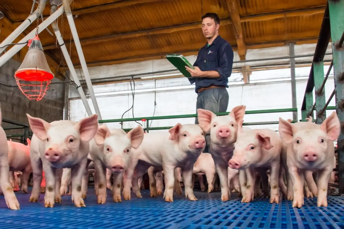 El asociativismo se convierte en clave para la producción de carne porcina en tiempos de cambio.