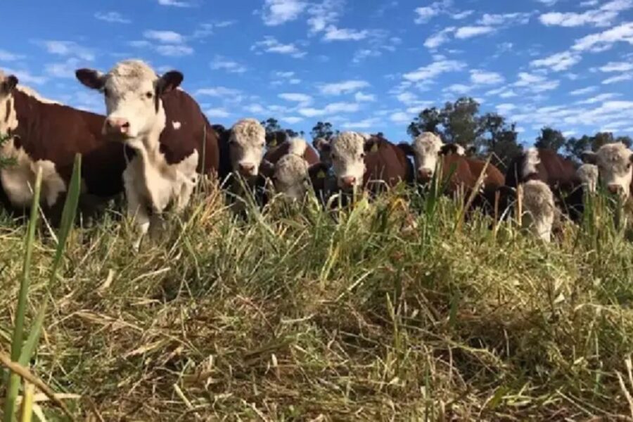 Problemas en el sector ganadero a raíz de la garrapata bovina: “Estamos perdiendo $180.000 por animal”