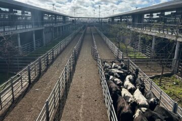 Cierre de semana fluctuante en el mercado agroganadero de Cañuelas: análisis de la situación actual