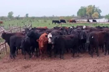 Regatista olímpico implicado en el robo de 97 vacas y un automóvil 0 km en Gualeguay