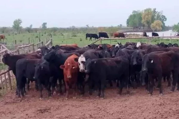 Regatista olímpico implicado en el robo de 97 vacas y un automóvil 0 km en Gualeguay