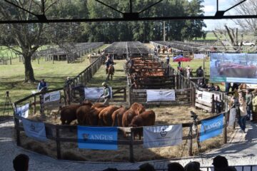 La emblemática cabaña del grupo Ledesma subastó toros y vaquillonas