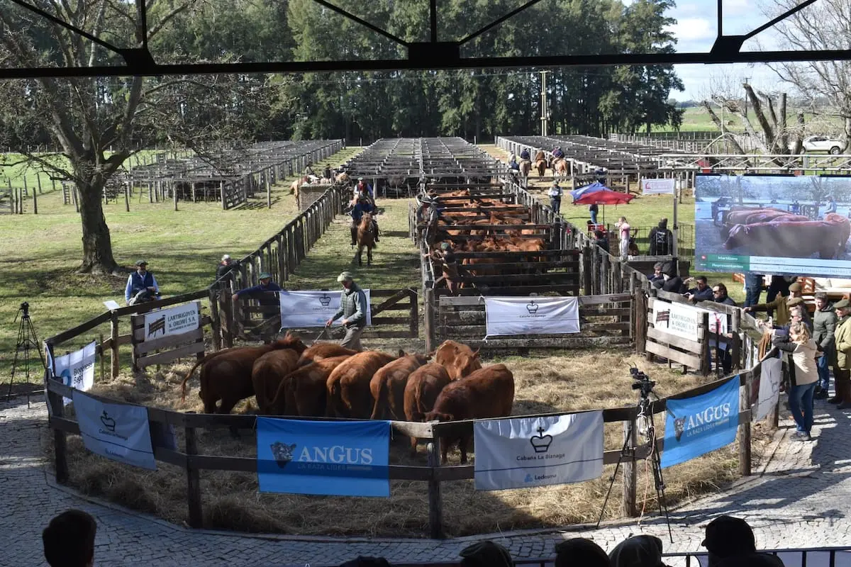 La emblemática cabaña del grupo Ledesma subastó toros y vaquillonas