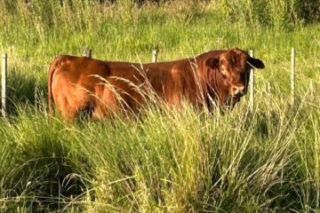 Estrategia esencial de un experto para aumentar la rentabilidad en la cría de ganado vacuno