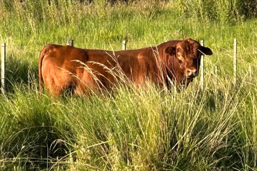Estrategia esencial de un experto para aumentar la rentabilidad en la cría de ganado vacuno