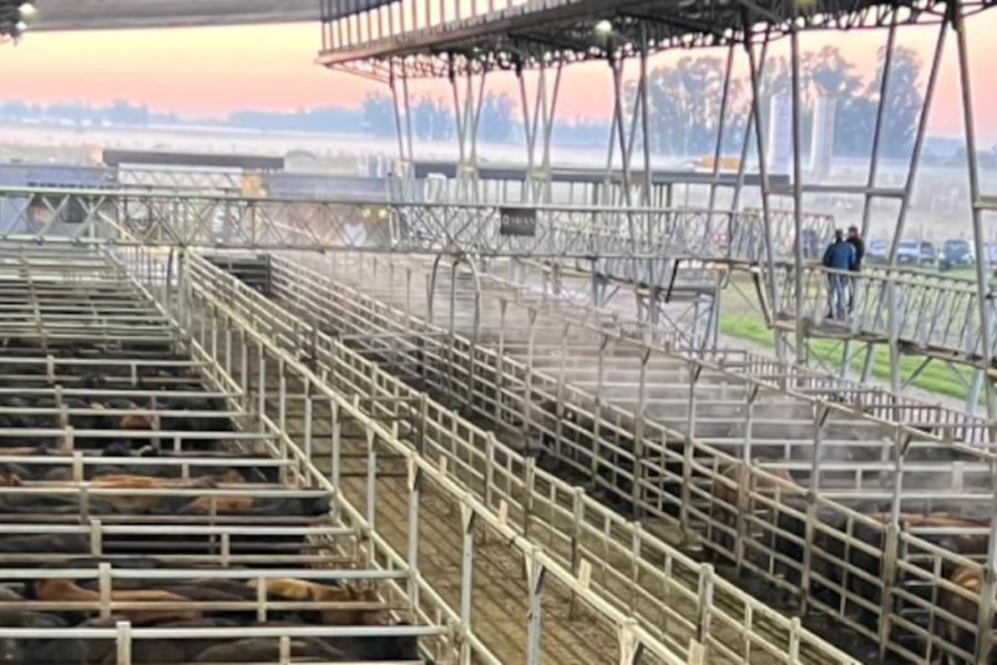 Vacunos: cierre semanal a la baja en el Mercado Agroganadero de Cañuelas