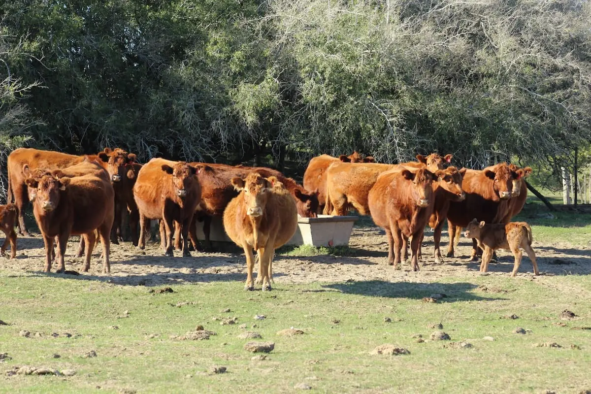 El papel crucial del agua en la producción y su impacto en la salud de los animales y los humanos