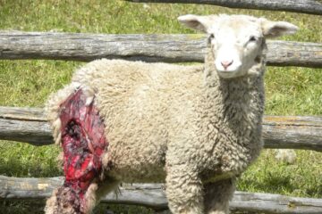 Fenómeno en Tierra del Fuego amenaza la agricultura y plantea desafíos al campo en la región austral