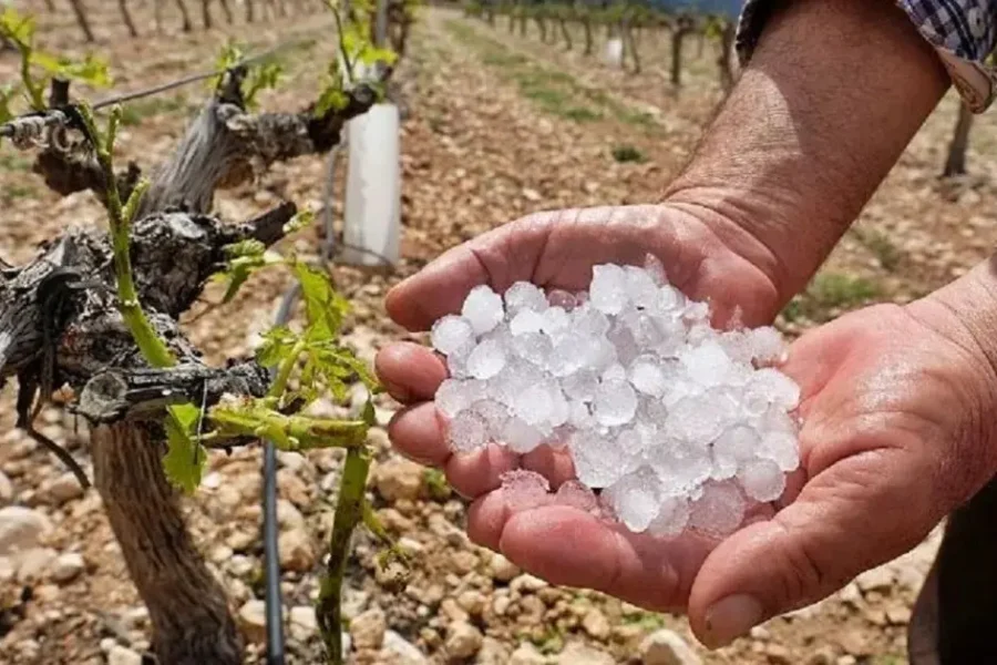 Emergencia agropecuaria en Colón y Victoria: alivio fiscal por granizo en soja, pecán y hortalizas