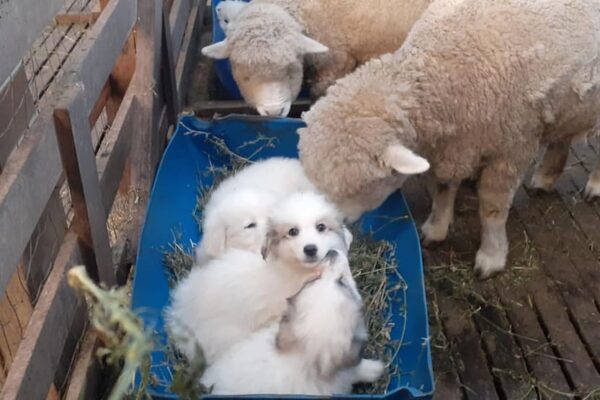 Los 50 perros que desempeñan una importante labor en el sur del país