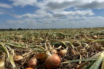 Caída drástica en las exportaciones: economía afectada con grandes volúmenes de productos sin vender y pérdidas económicas