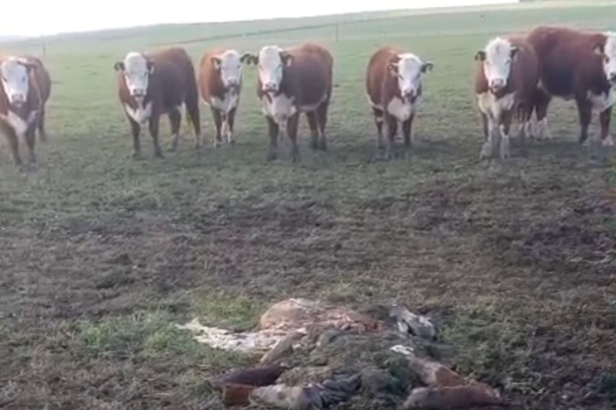 Delincuentes asaltan un campo y perpetran un fuerte golpe a la seguridad local