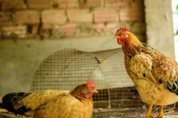 Alarma: detectaron un caso positivo de influenza aviar en aves de traspatio en una de las principales provincias avícolas