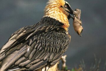 sandalia de 650 años hallada en nido de buitre aporta pruebas inéditas del vínculo entre fauna y humanidad