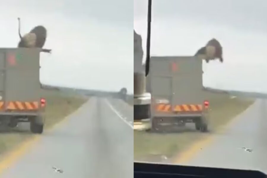 León se escapa y salta de un vehículo en marcha: debate político sobre controles, seguridad y responsabilidad estatal