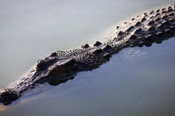 Adolescente de 14 años herido por cocodrilo en playa australiana; políticos exigen protocolos de seguridad y control
