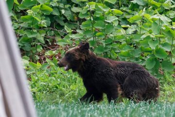 Crisis en Japón por récord de muertes por ataques de osos en 2025 reabre debate sobre políticas ambientales