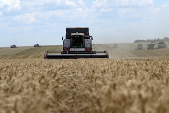 Se espera que el trigo aporte una lluvia récord de dólares: hasta cuánto podrían llegar las exportaciones el año próximo