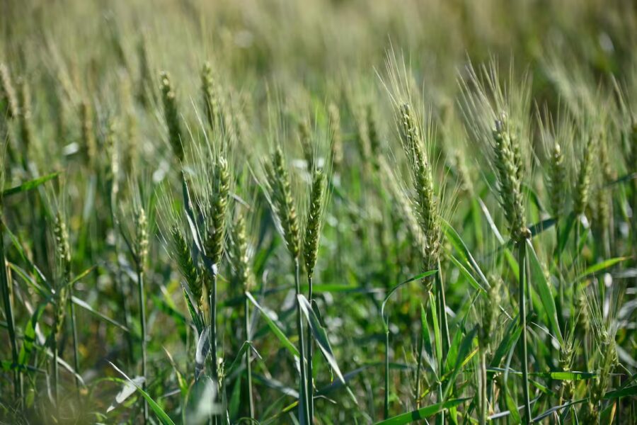 Trigo: cómo está y qué puede pasar con el maíz y la soja