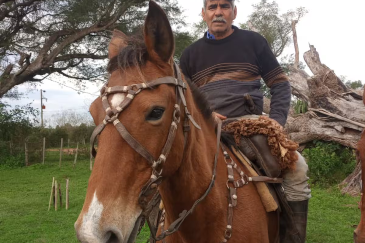 La desazón de un productor correntino: le mataron 11 vacas a tiros en la costa del río Uruguay