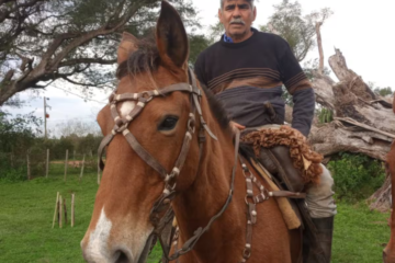 La desazón de un productor correntino: le mataron 11 vacas a tiros en la costa del río Uruguay