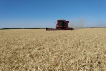 “Nunca vimos a los trigos así”: histórica proyección para uno de los principales cereales que se producen en Argentina