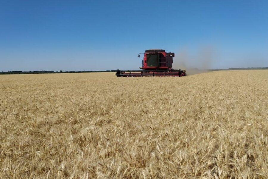 “Nunca vimos a los trigos así”: histórica proyección para uno de los principales cereales que se producen en Argentina