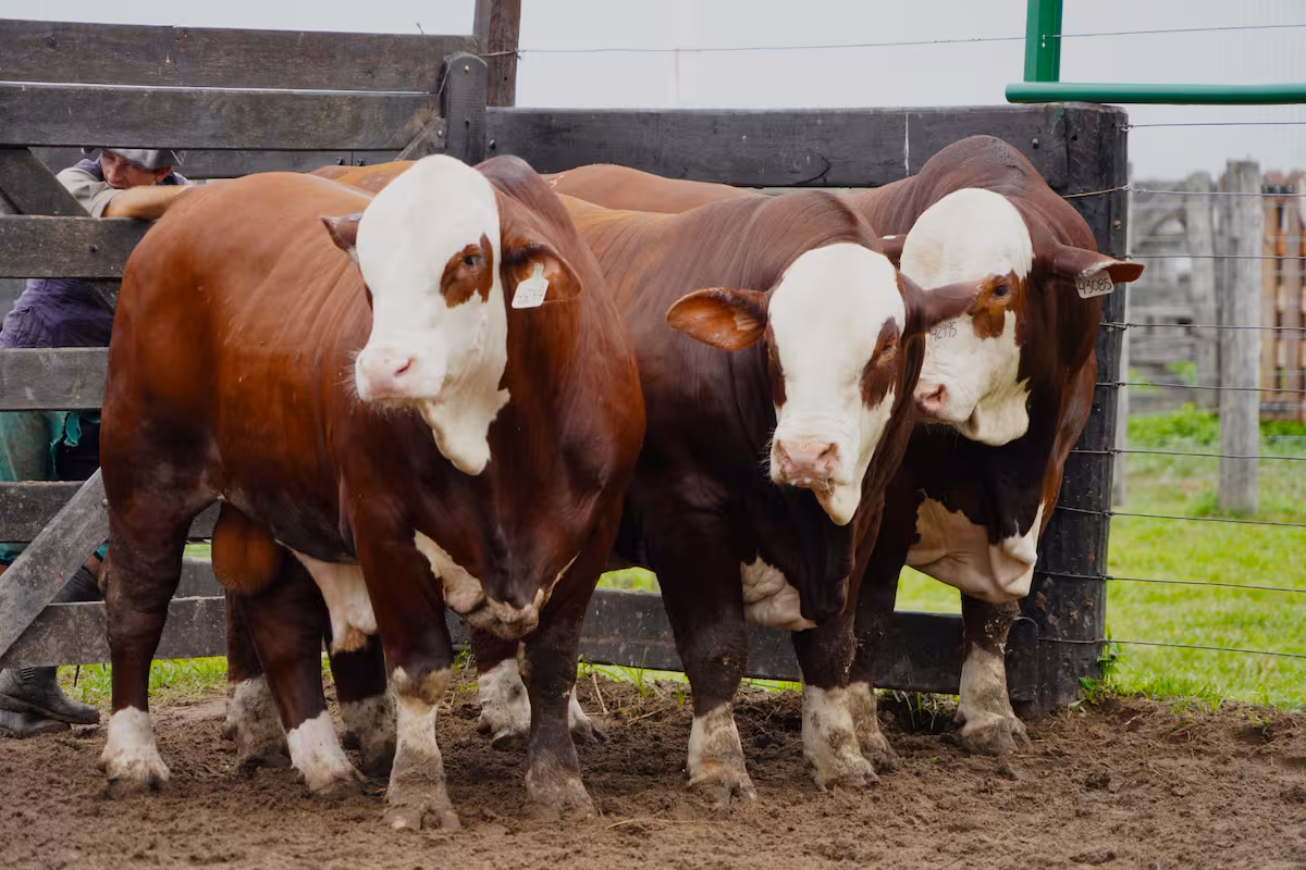 cuenta regresiva para la nacional primavera braford: últimos preparativos
