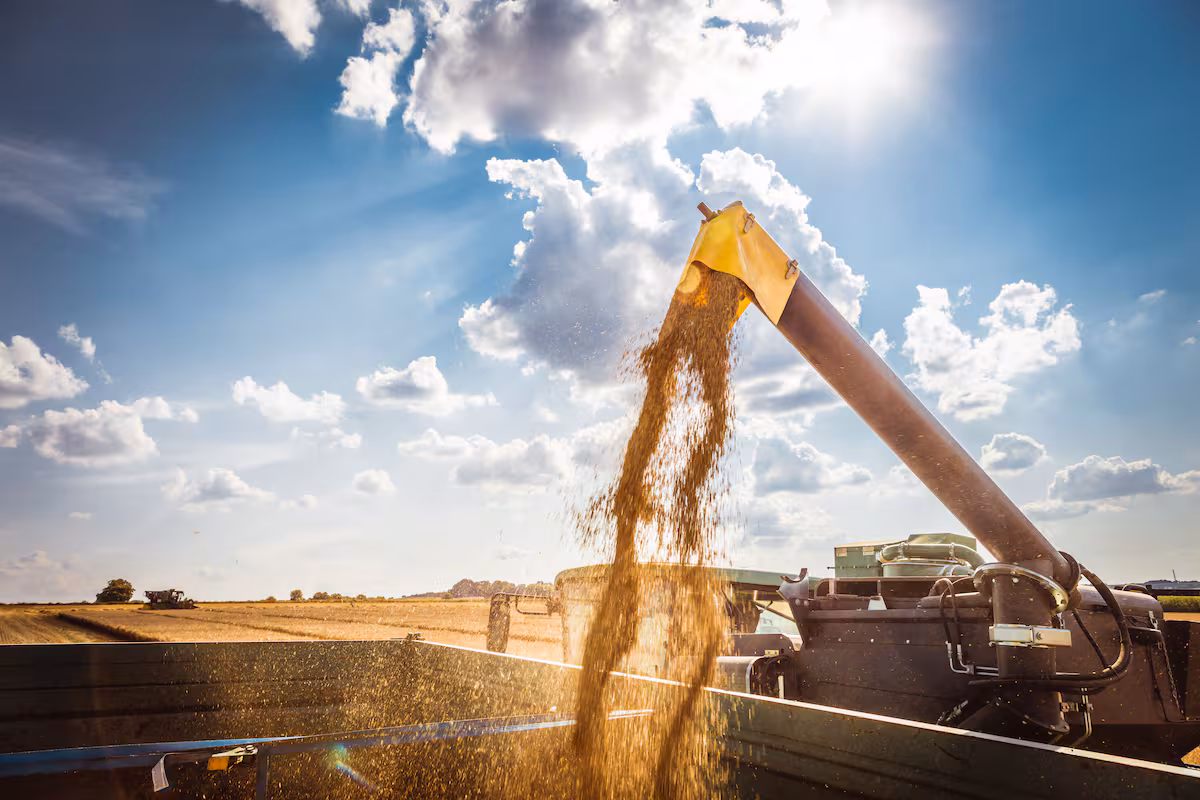 El trigo aportará al país US$1130 millones adicionales