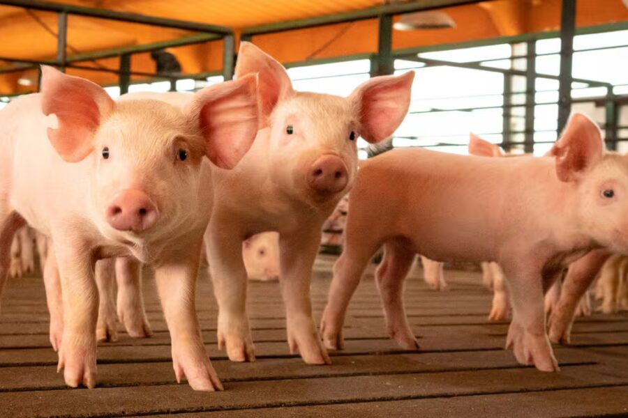 Ventas porcinas subieron 2,7% interanual en septiembre