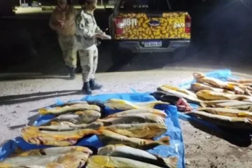 Villaguay: decomisaron más de 400 kg de pescado en operativo de control; secuestraron 29 dorados y 4 surubíes