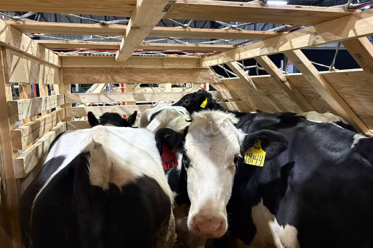 Argentina reanuda importación de toros desde Estados Unidos tras 22 años