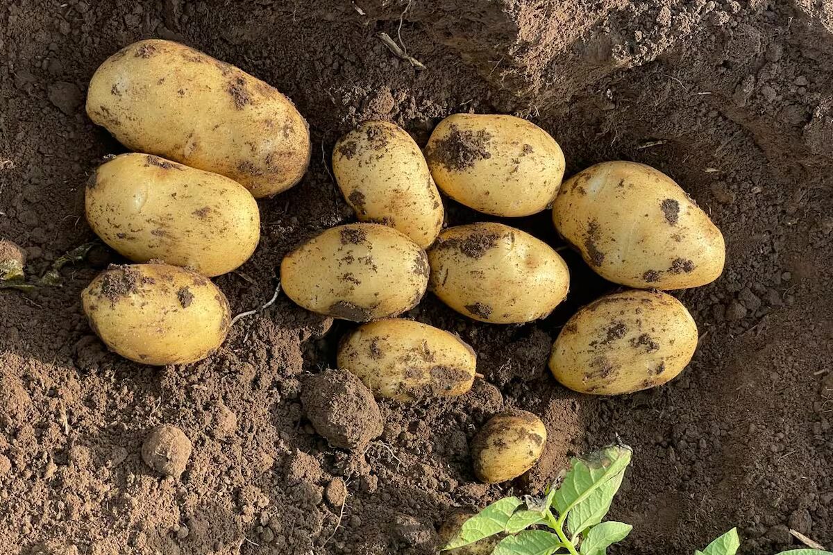 Productores de papa expresan fuerte rechazo al anteproyecto de ley de ingenieros agrónomos