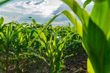 Recomiendan evitar repetir las dosis de fertilización empleadas en campañas anteriores