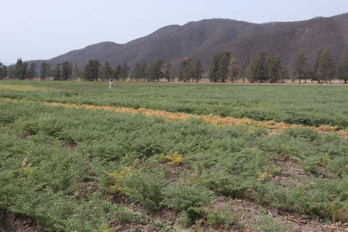 Incertidumbre ante decreto de Milei sobre la cesión de tierras del INTA