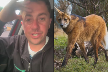 Influencer relató insólito encuentro con un animal extraño en peligro de extinción