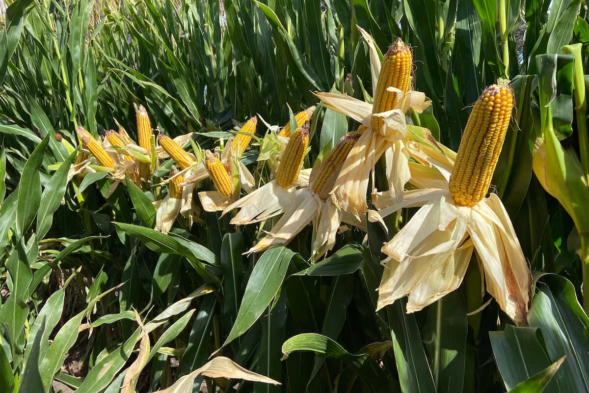 Trigo, maíz y soja: un tablero de decisiones que se complica