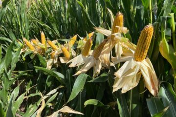 Trigo, maíz y soja: un tablero de decisiones que se complica