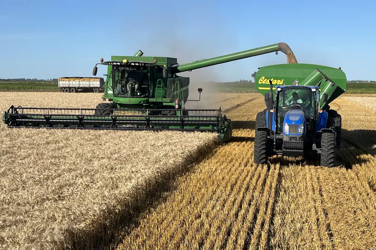 Recomiendan controlar enfermedades fúngicas en cultivos de cosecha fina