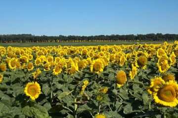 crece la demanda de semillas de girasol ante la expectativa de expansión del área cultivada