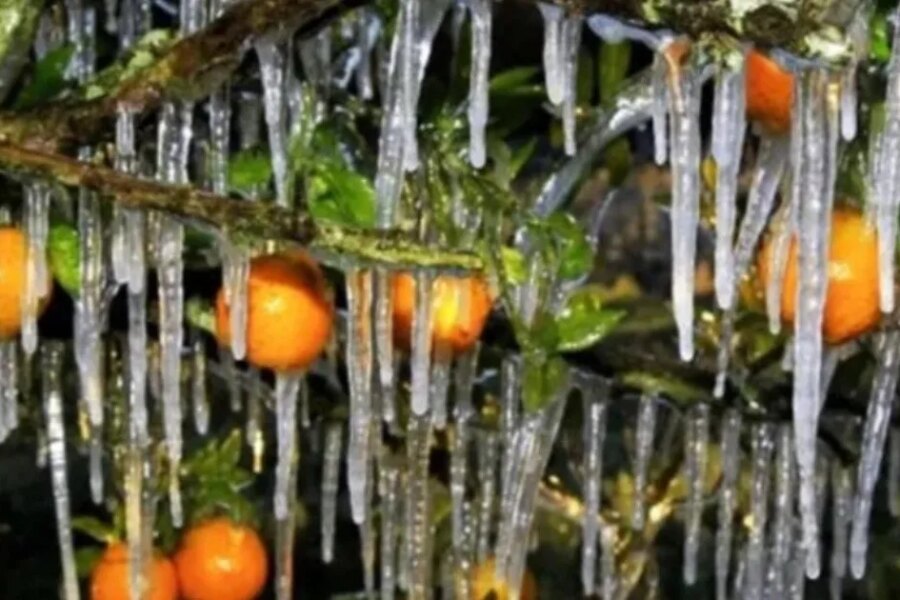 El Gobierno de Javier Milei declaró la emergencia agropecuaria en Entre Ríos: a qué zonas alcanza