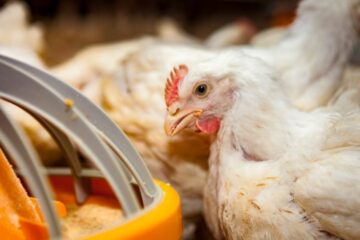 argentina superó el brote de un virus avícola y retoma exportaciones