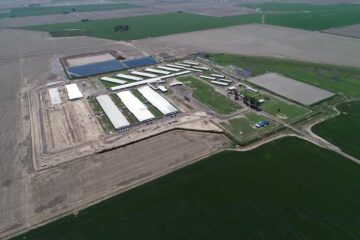 Construyeron el mayor imperio porcino del país con 13.000 madres