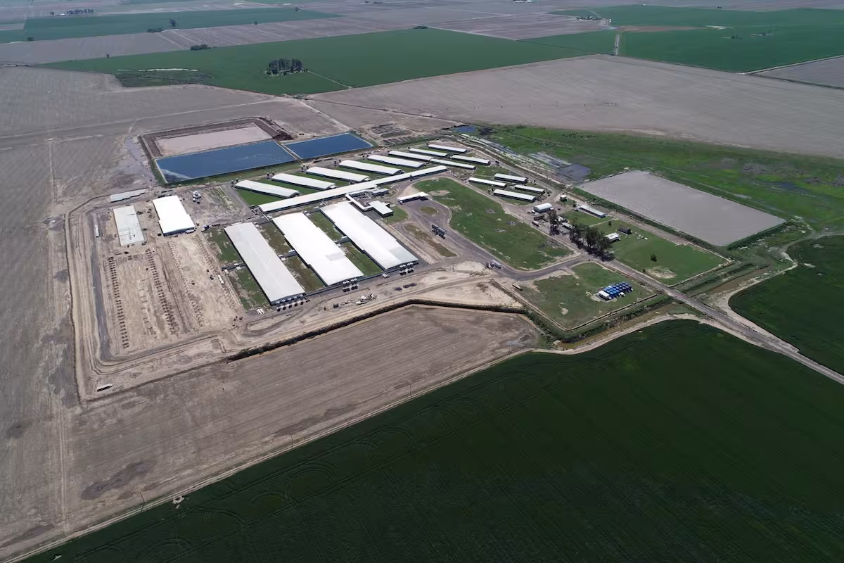 Construyeron el mayor imperio porcino del país con 13.000 madres