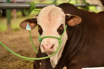 La raza bovina que salió a conquistar cada rincón del país