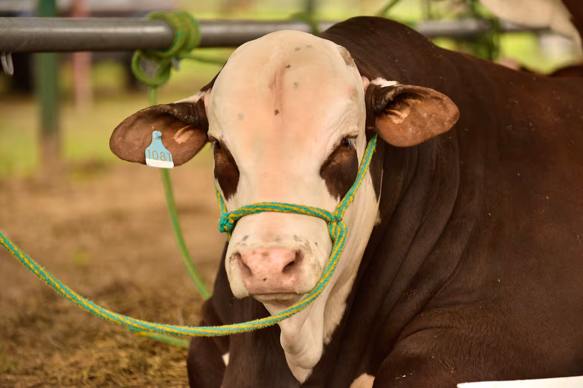 La raza bovina que salió a conquistar cada rincón del país