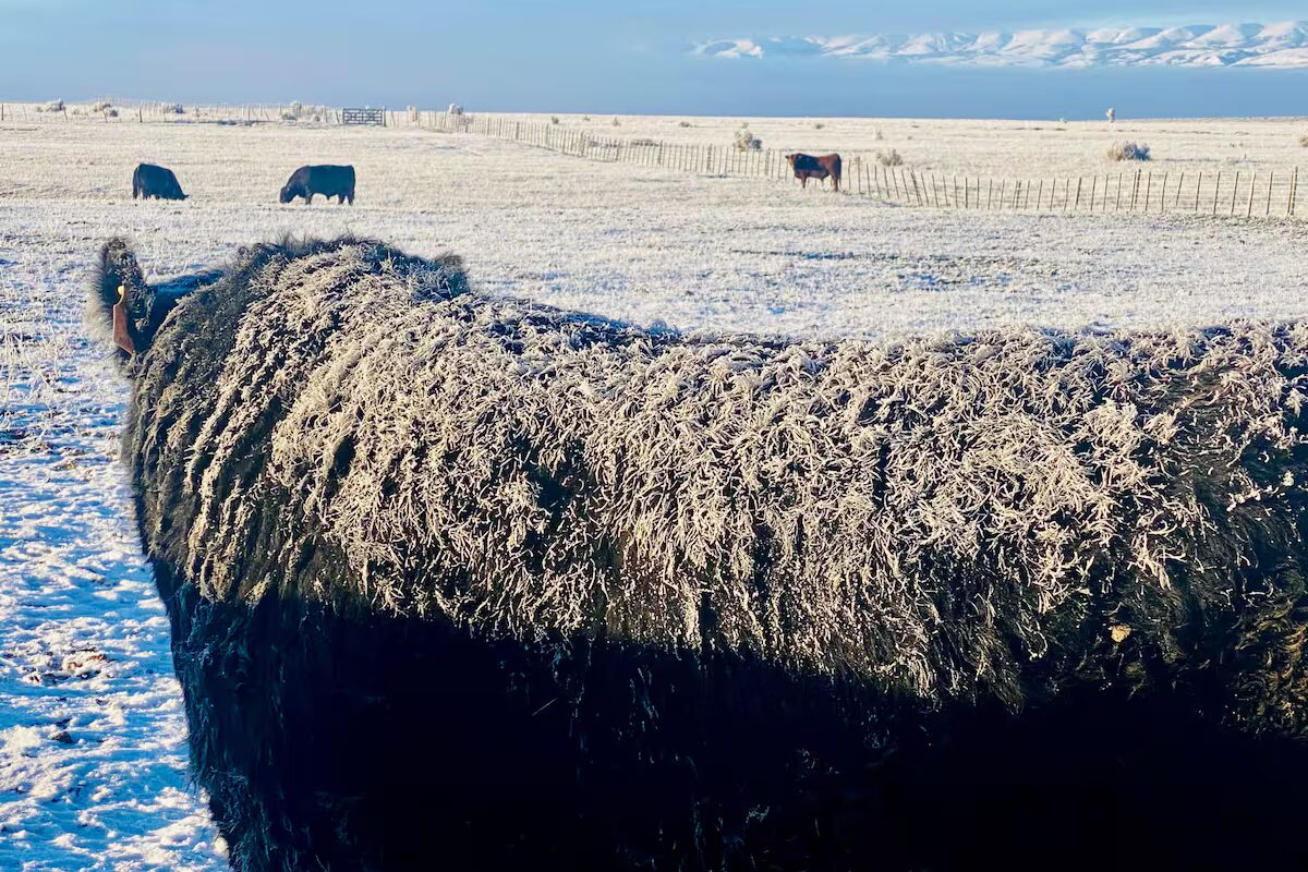 Chile restituyó el estatus sanitario de la Patagonia y reanudará importaciones de productos cárnicos
