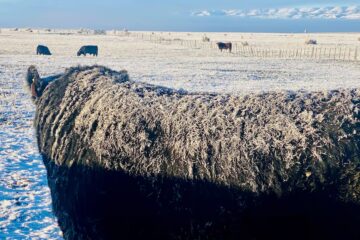 Chile restituyó el estatus sanitario de la Patagonia y reanudará importaciones de productos cárnicos